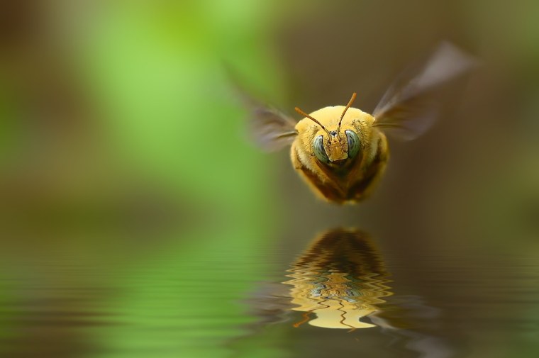 Макрофотографии лучшие