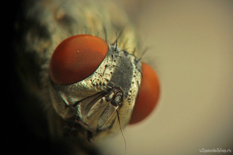 Красивые члены Макросъемка