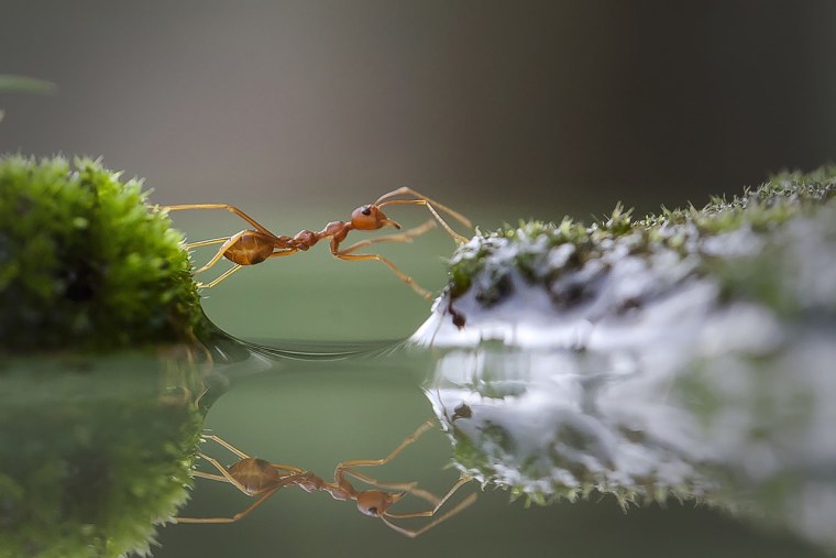 Макромир человек