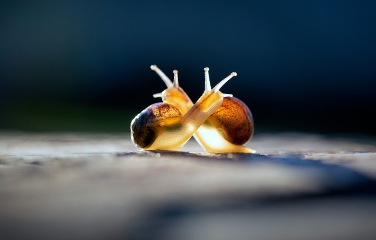 Влюблённые улитки