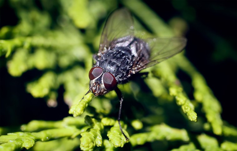 Sigma af 50 mm f2,8 ex DG macro примеры фото