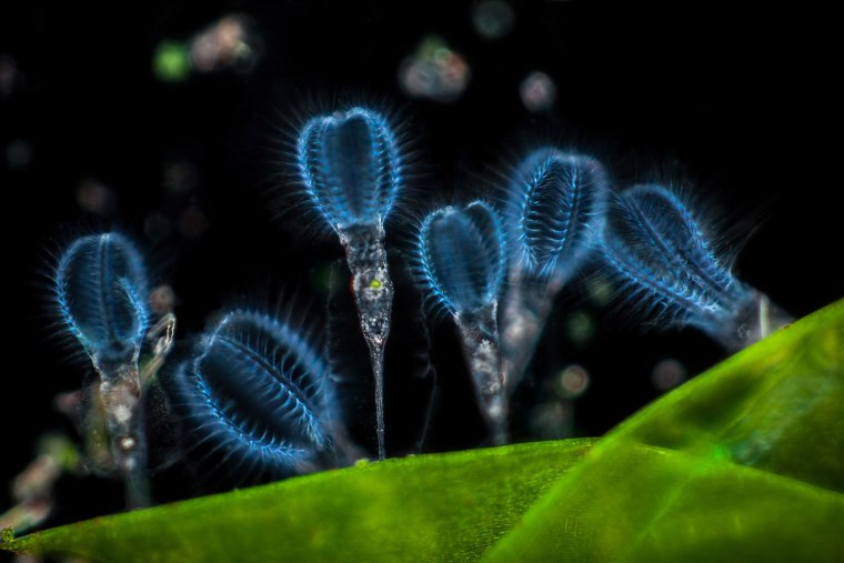 Конкурс микрофотографии Nikon small World
