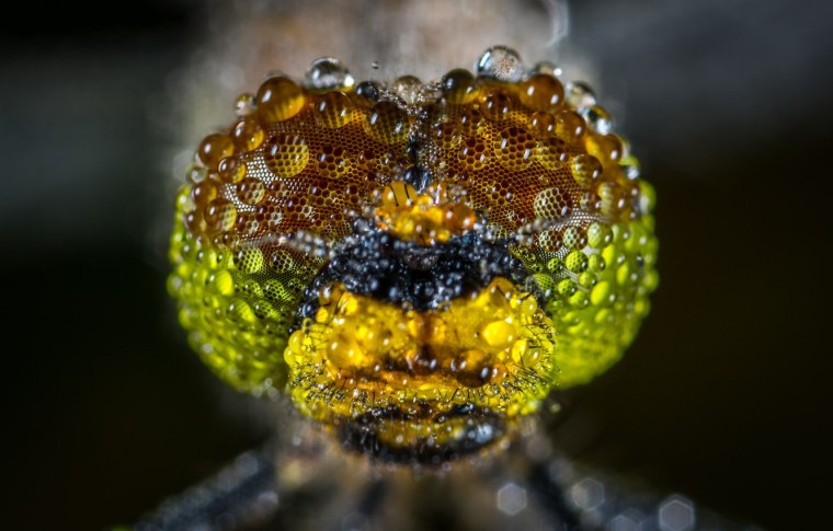 Саккулина глаза фасеточные