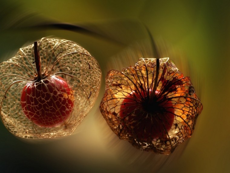 Природа макро