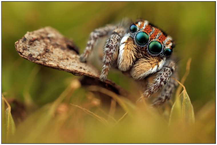 Canon MP-E 65mm f/2.8 1-5x macro photo