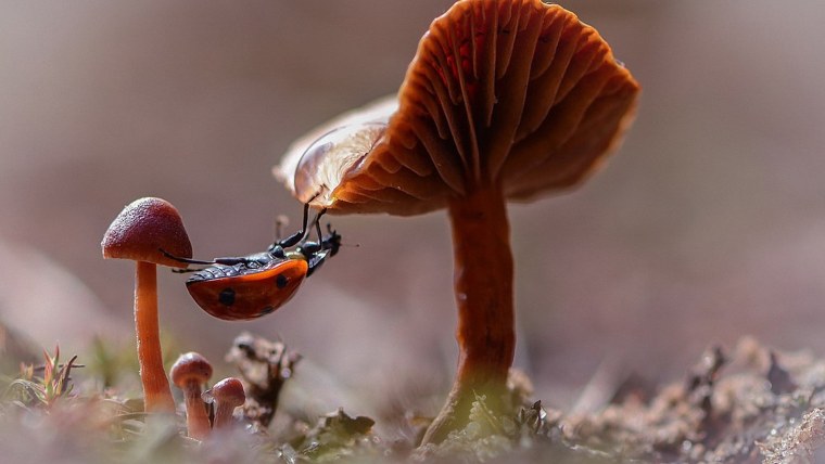 Макросъемка природа