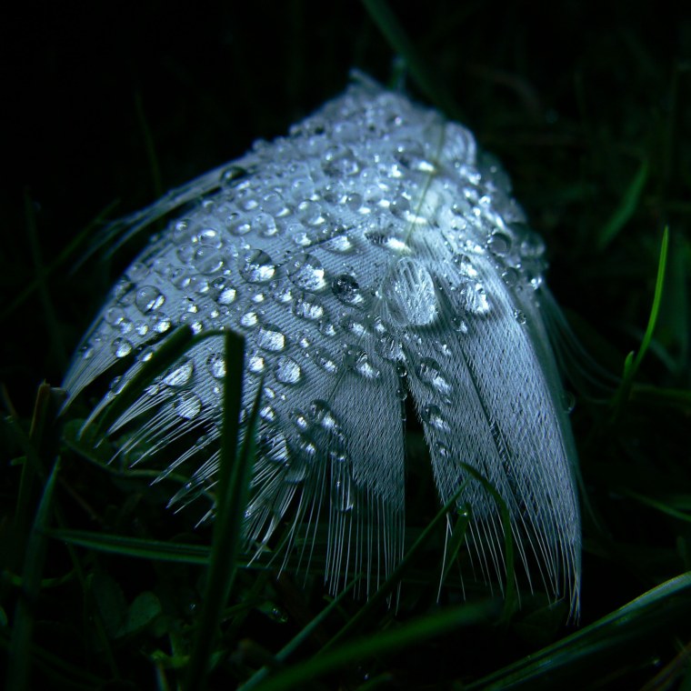 Художественная Макросъемка