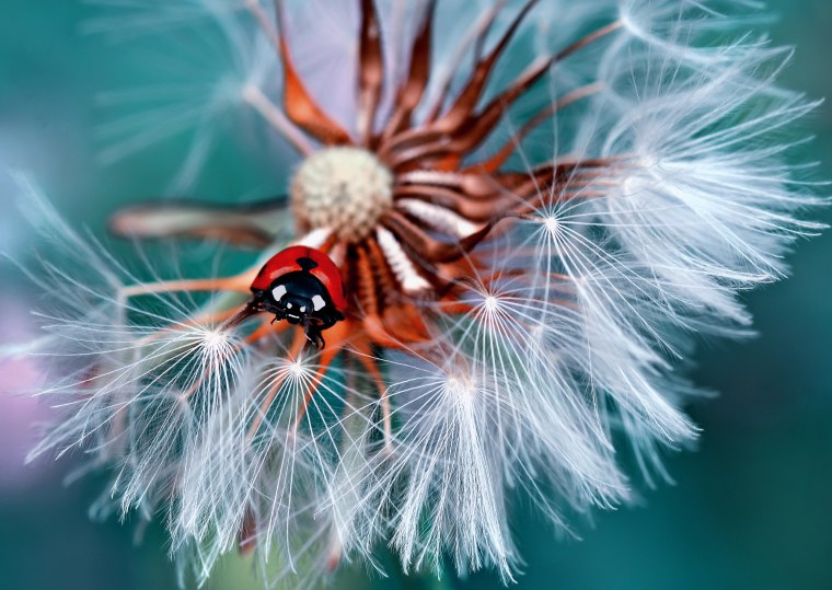 Макросъемка насекомых