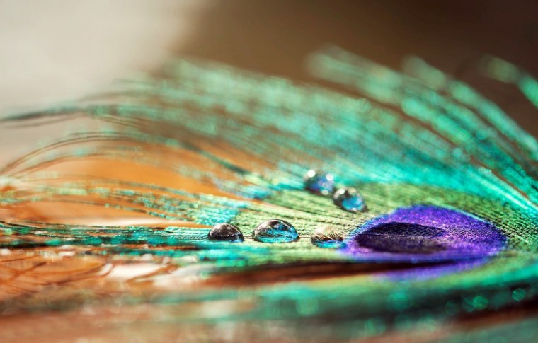 Перо павлина Макросъемка