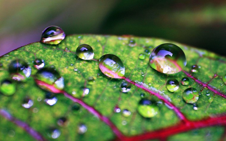 Макросъемка природа