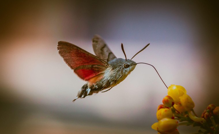 Крылья бабочки БРАЖНИКА