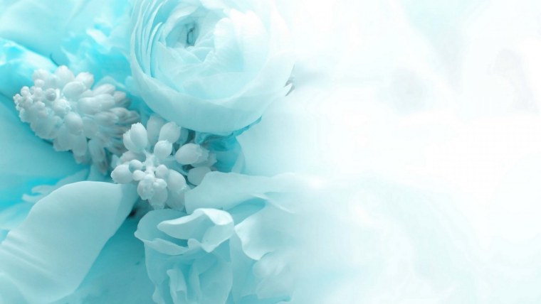 Гортензия крупнолистная Юник