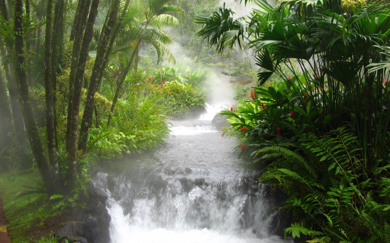 Тропические дождевые леса Африка