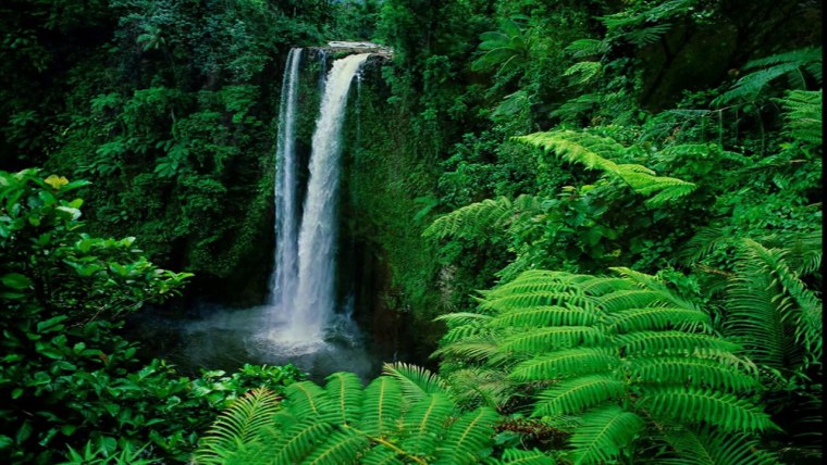 Тропический лес