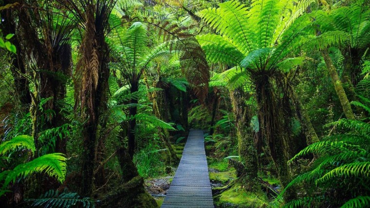 Джунгли папоротник тропический лес
