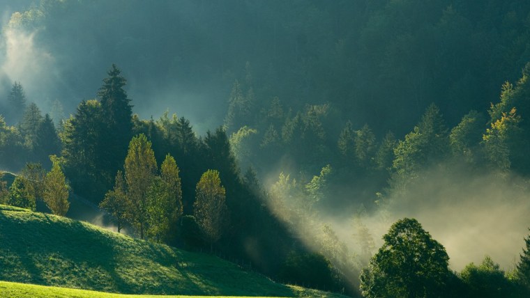 Лес в тумане