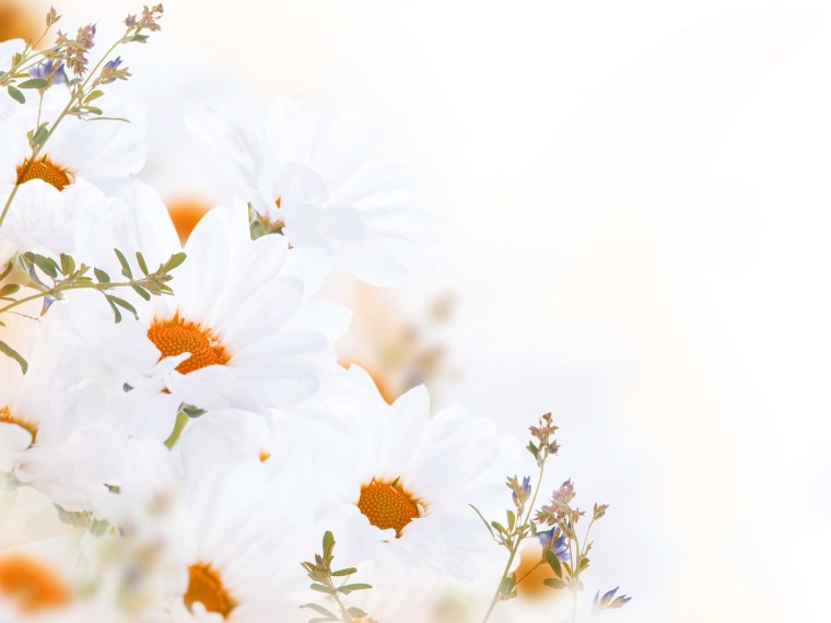 Цветы на Светлом фоне