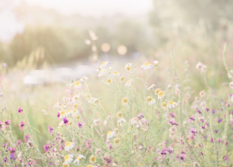 Летние цветы светлые