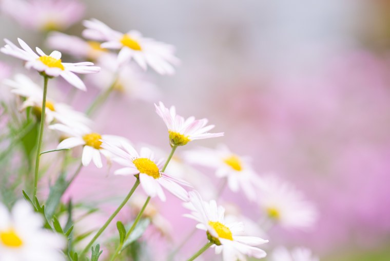 Нежные цветы ромашки