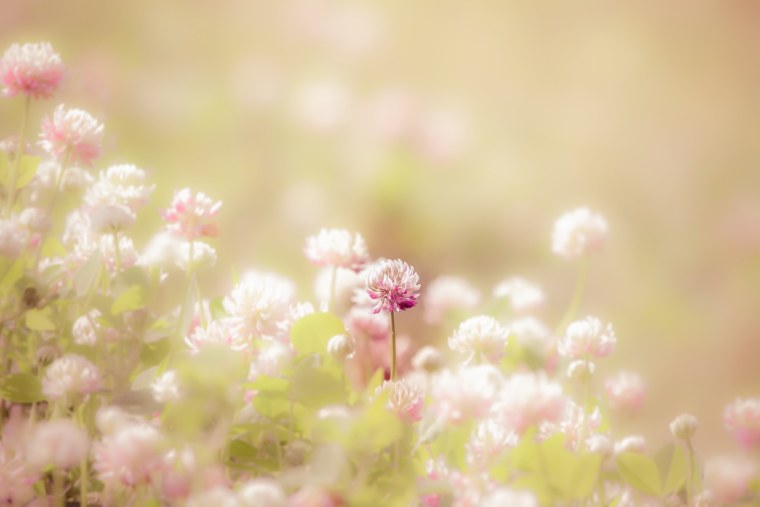 Нежный цветок