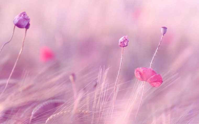 Нежные полевые цветы