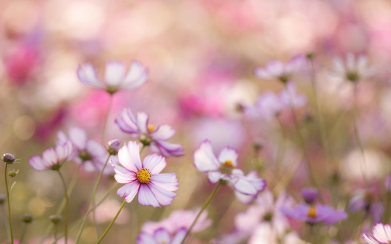 Нежные цвета