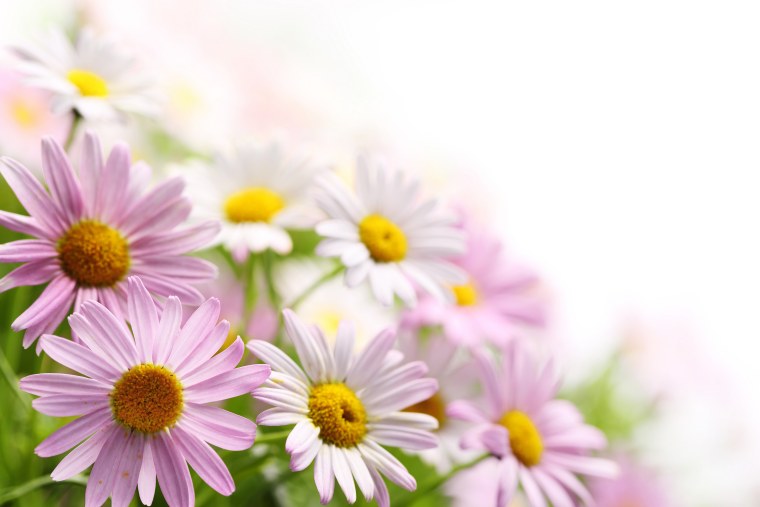 Нежные сиреневые цветы