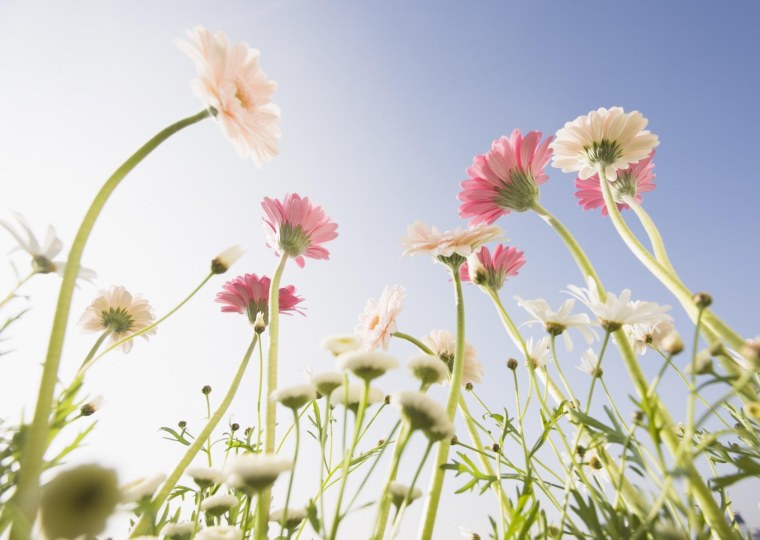 Нежные цветы лето
