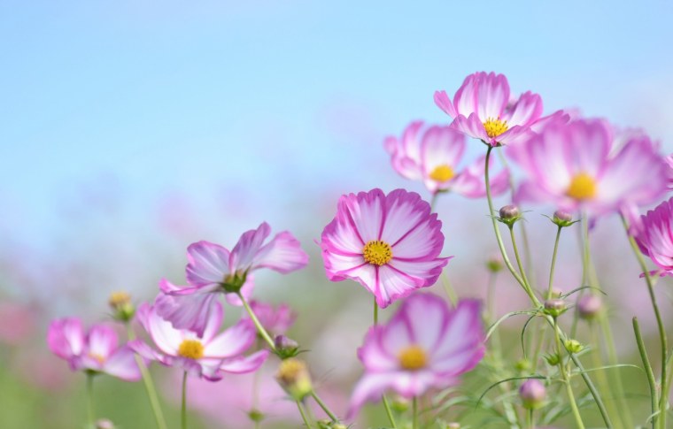 Летний фон весенний Майский