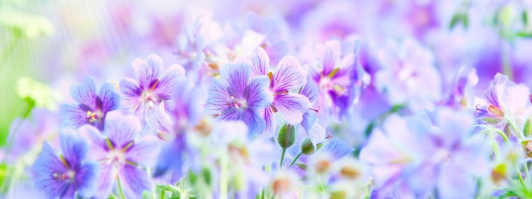 Фон ромашки