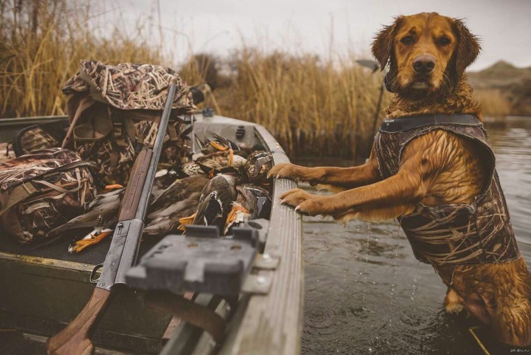 Приколы на охоте