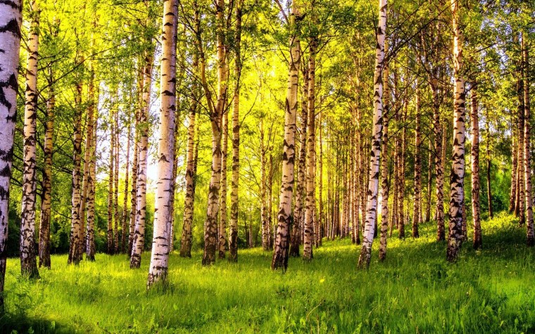 Березовая роща Омск