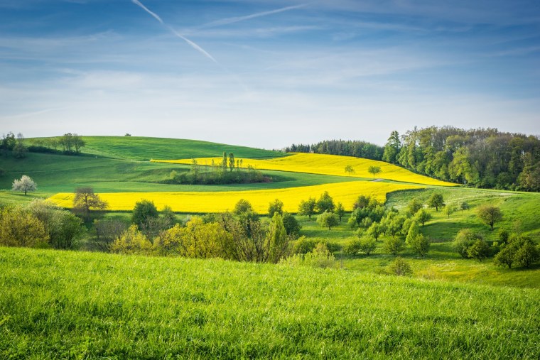 Природный парк Куркино люпиновое поле