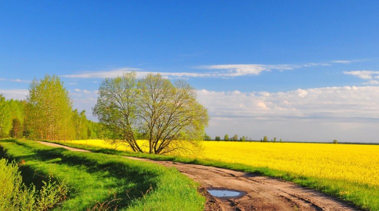 Проселочная дорога поле пшеницы