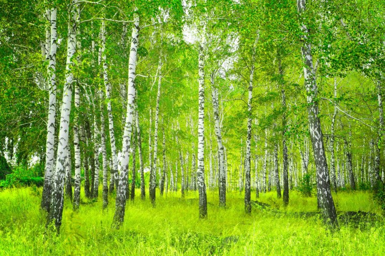 Березовая роща