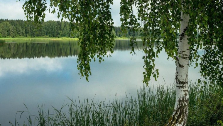 Лето поле лес