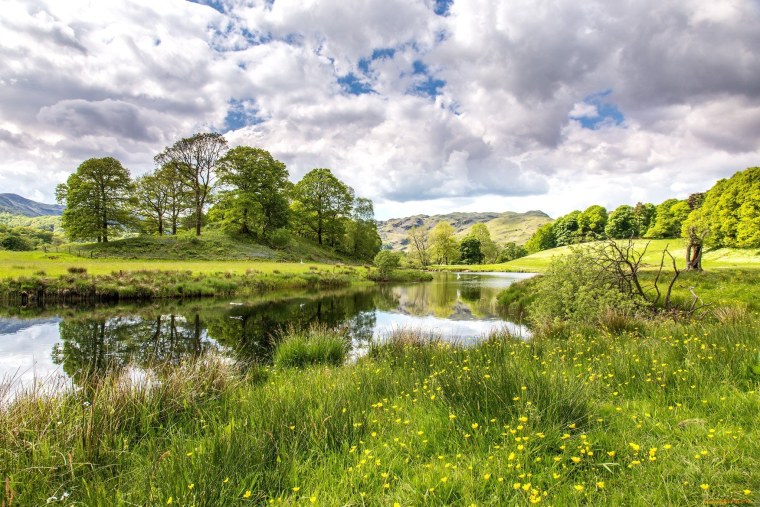 Роща белоствольная