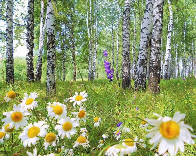 Красивая природа