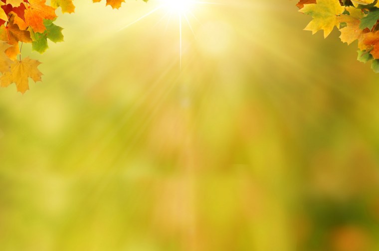 Желтые листья