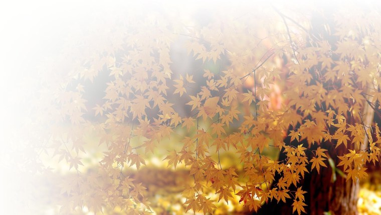 Осенние листья фон