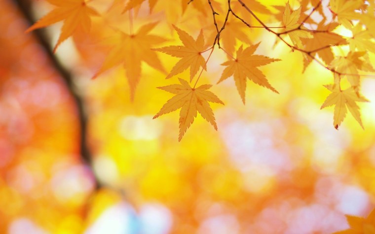 Осенний фон на рабочий стол