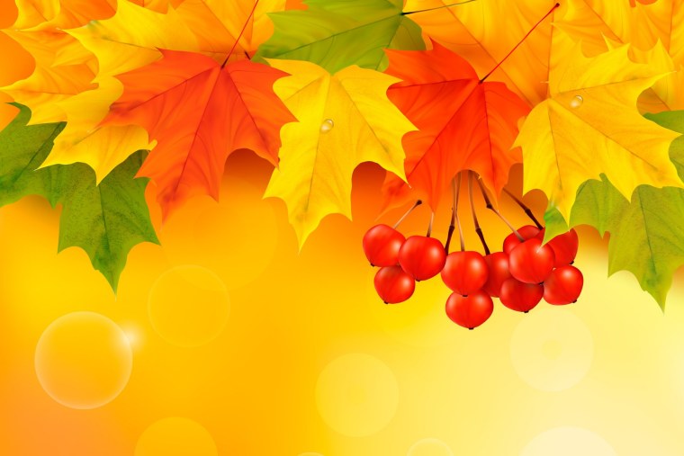 Осень кленовые листья