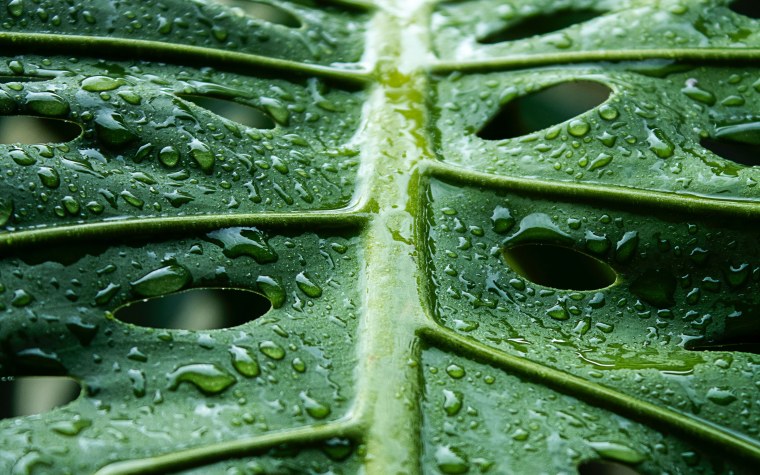 Листья макро