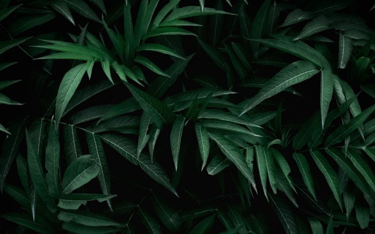 Обои листья