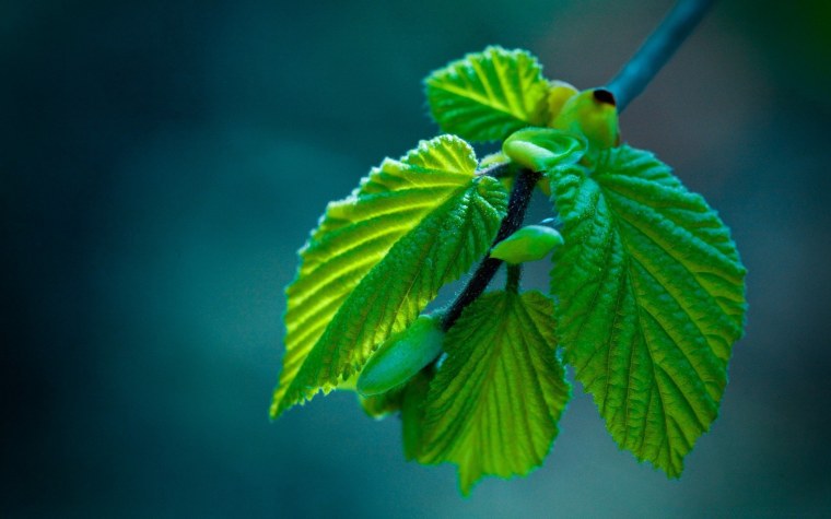 Молодые листья