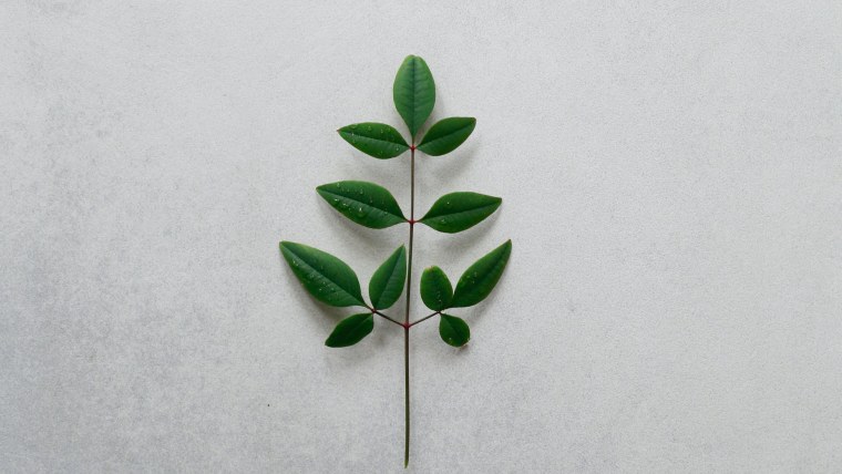 Листья Минимализм
