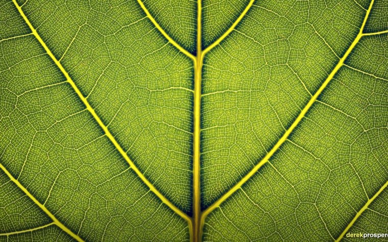 Зеленый лист