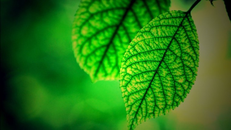 Красивые зеленые листья