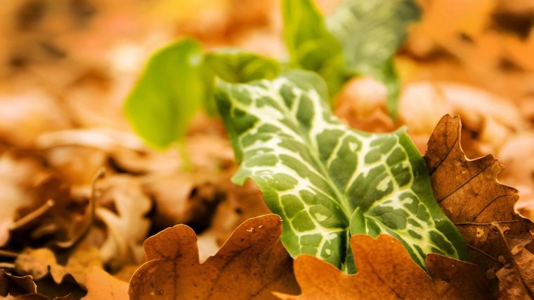 Коричневые листья