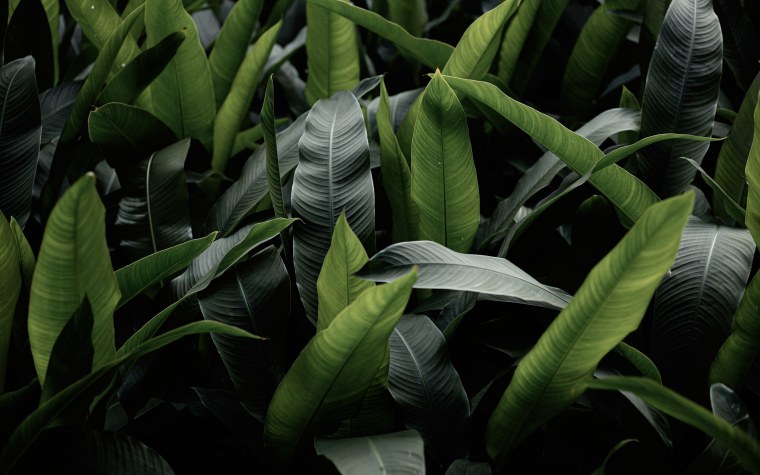 Обои листья